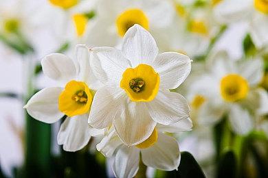 奇幻模拟经营游戏《酒馆老板》现已登录Steam平台 2024年第四季度推出